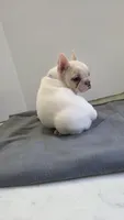 Lucy, a female French Bulldog for sale in Guntersville, AL – 2 of 2