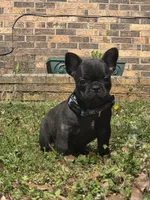 June, a female French Bulldog for sale in Guntersville, AL – Photo 1 of 2