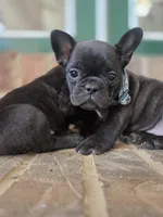 June, a female French Bulldog for sale in Guntersville, AL – Photo 2 of 2