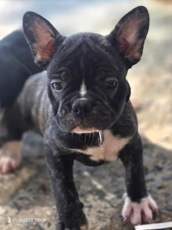 Beau – French Bulldog puppy for sale in Guntersville, AL