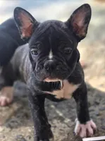 Beau, a male French Bulldog for sale in Guntersville, AL – 1 of 2