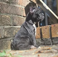 Ellie, a female French Bulldog for sale in Guntersville, AL – 2 of 2