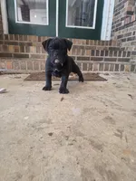 Pablo , a male Olde English Bulldogge for sale in Guntersville, AL – 3 of 3