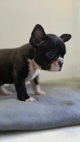 Daisy, a female French Bulldog for sale in Guntersville, AL – 2 of 2