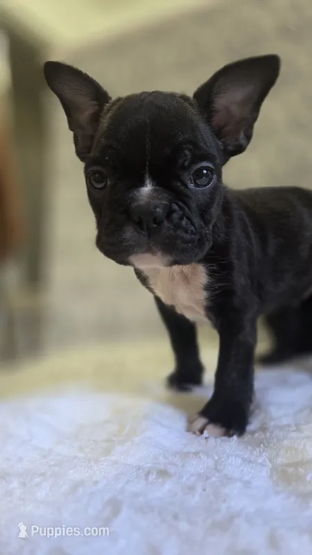 Sweet pea – French Bulldog puppy for sale in Guntersville, AL