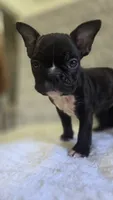 Sweet pea, a male French Bulldog for sale in Guntersville, AL – 1 of 2