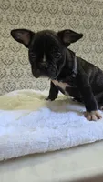 Beau, a male French Bulldog for sale in Guntersville, AL – 2 of 2