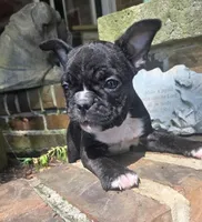 Sweet pea, a male French Bulldog for sale in Guntersville, AL – 2 of 2