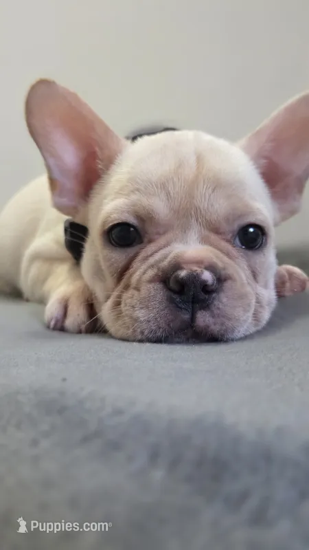 Cooper  – French Bulldog puppy for sale in Guntersville, AL