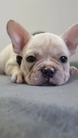 Cooper , a male French Bulldog for sale in Guntersville, AL – 1 of 2