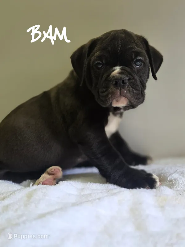 Bam – Olde English Bulldogge puppy for sale in Guntersville, AL
