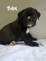 Bam, a male Olde English Bulldogge for sale in Guntersville, AL – 1 of 3