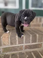 Bam, a male Olde English Bulldogge for sale in Guntersville, AL – 2 of 3