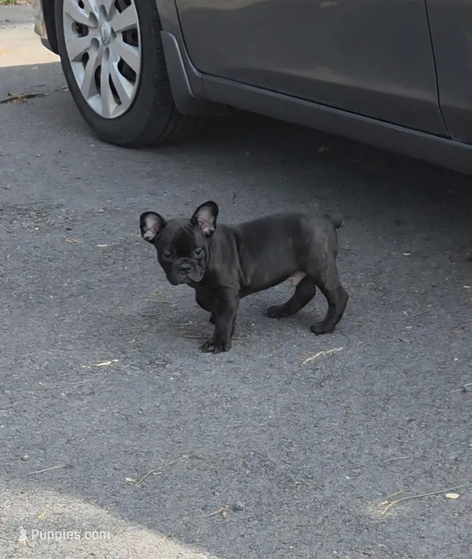 Sammy – French Bulldog puppy for sale in Guntersville, AL
