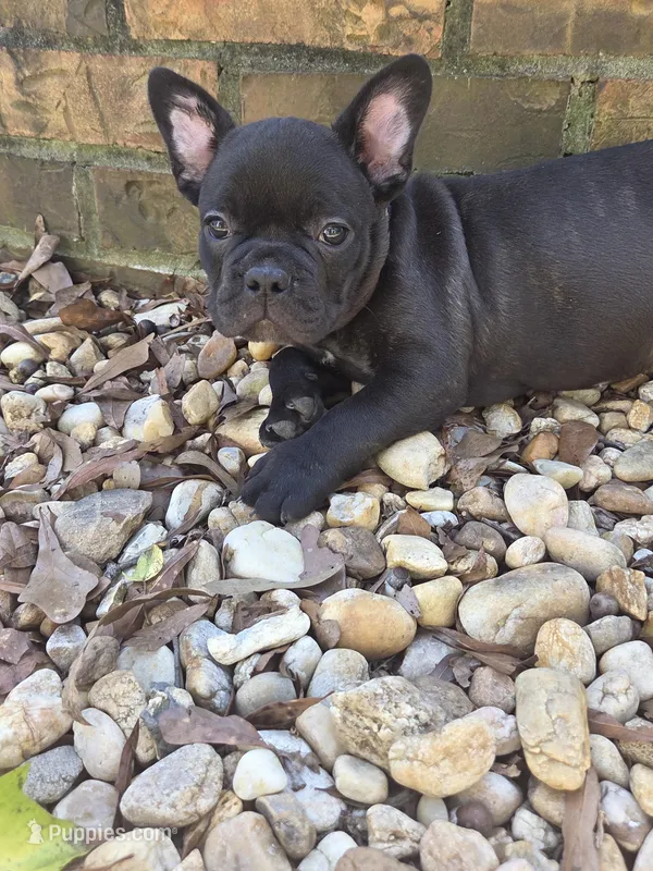 Sammy – French Bulldog puppy for sale in Guntersville, AL