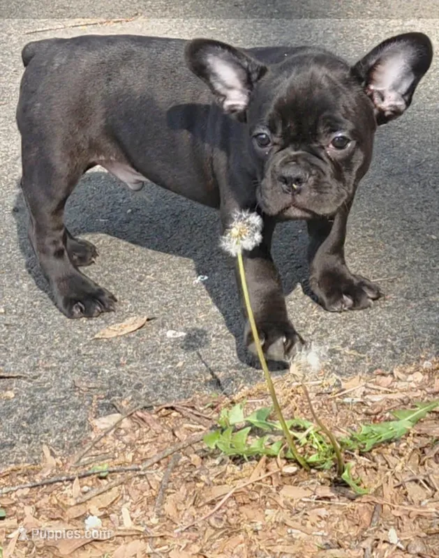 Sammy – French Bulldog puppy for sale in Guntersville, AL