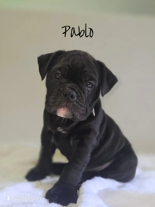 Pablo  – Olde English Bulldogge puppy for sale in Guntersville, AL