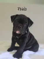 Pablo , a male Olde English Bulldogge for sale in Guntersville, AL – 1 of 3