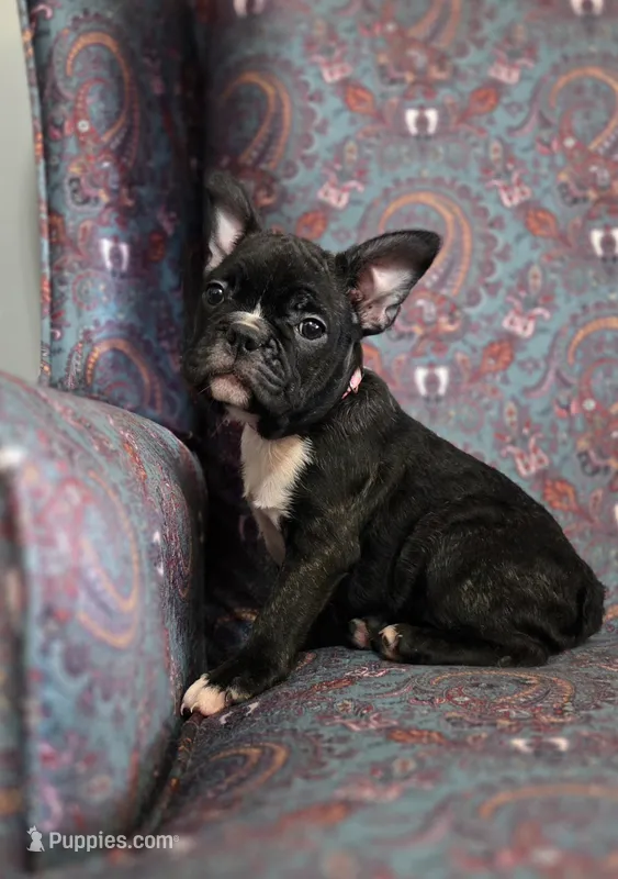 Sweet pea – French Bulldog puppy for sale in Guntersville, AL
