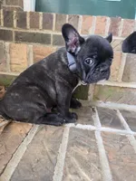 Moe, a male French Bulldog for sale in Guntersville, AL – Photo 2 of 2