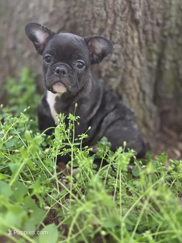 Moe – French Bulldog puppy for sale in Guntersville, AL