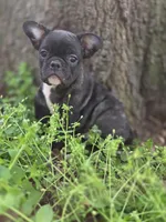 Moe, a male French Bulldog for sale in Guntersville, AL – Photo 1 of 2