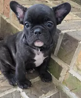 Moe, a male French Bulldog for sale in Guntersville, AL – Photo 2 of 2