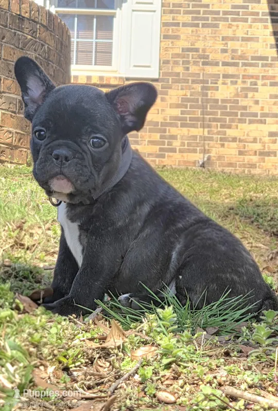 Moe – French Bulldog puppy for sale in Guntersville, AL