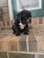 Harper, a female Olde English Bulldogge for sale in Guntersville, AL – 2 of 3