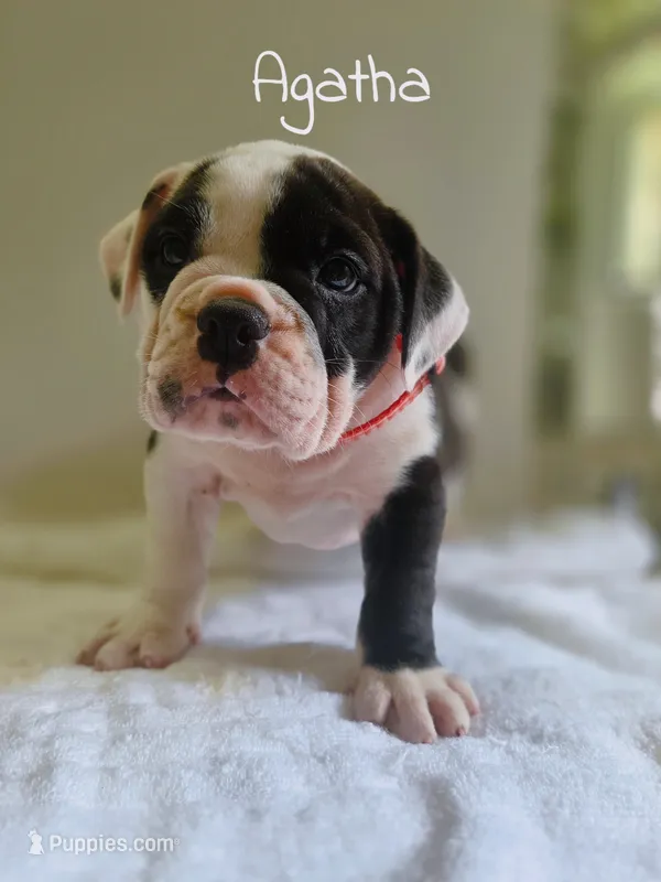Agatha  – Olde English Bulldogge puppy for sale in Guntersville, AL