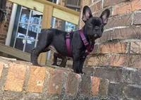 Shelby, a female French Bulldog for sale in Guntersville, AL – 2 of 2
