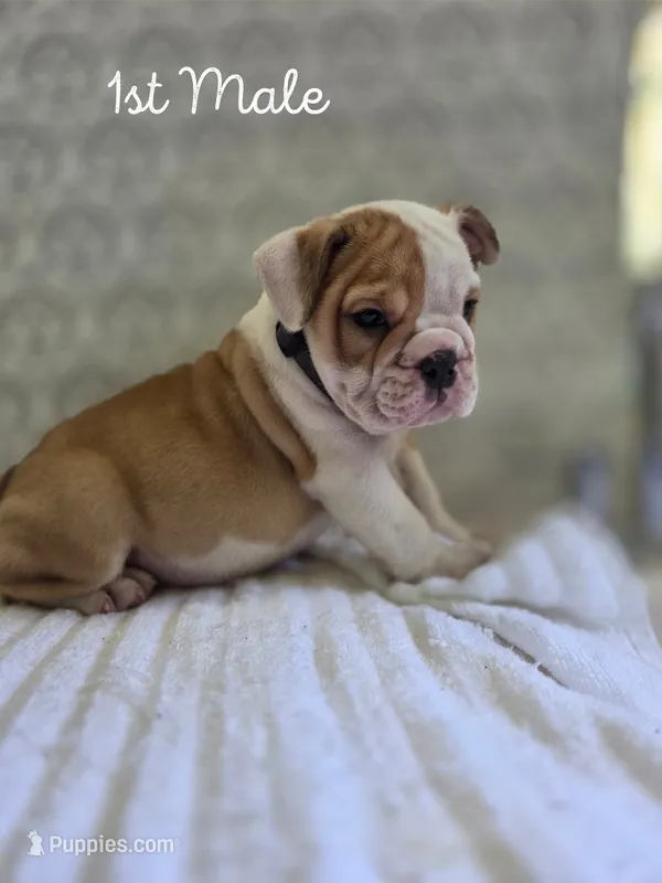 Cosmo  – Olde English Bulldogge puppy for sale in Guntersville, AL