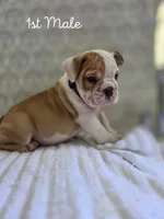 Cosmo , a male Olde English Bulldogge for sale in Guntersville, AL – 1 of 3
