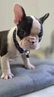 Sugar, a female French Bulldog for sale in Guntersville, AL – 2 of 2