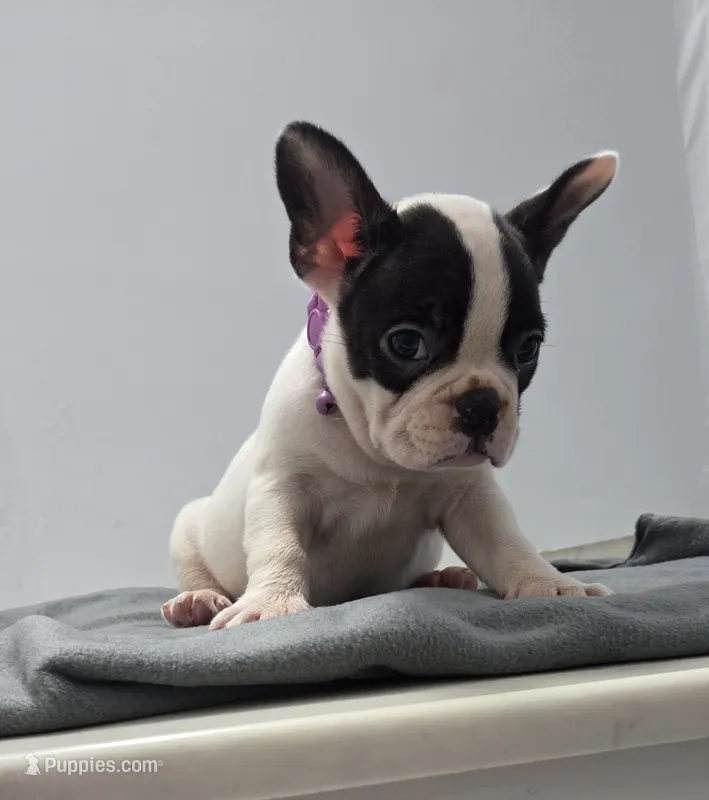 Lucus  – French Bulldog puppy for sale in Guntersville, AL