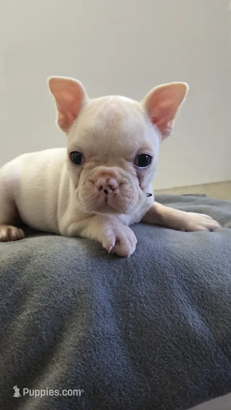 Jack – French Bulldog puppy for sale in Guntersville, AL