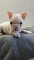 Jack, a male French Bulldog for sale in Guntersville, AL – 1 of 2