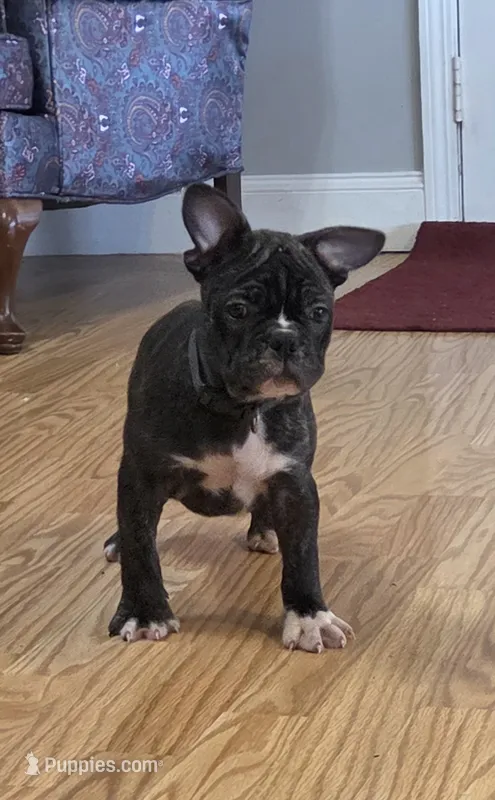 Beau – French Bulldog puppy for sale in Guntersville, AL
