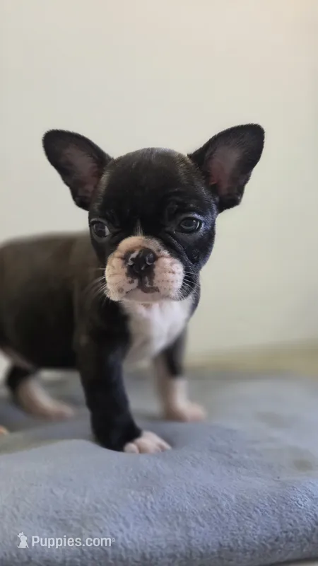 Daisy, a female French Bulldog for sale in Guntersville, AL – 1 of 2