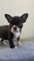 Daisy, a female French Bulldog for sale in Guntersville, AL – 1 of 2