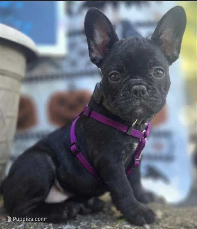 Shelby – French Bulldog puppy for sale in Guntersville, AL