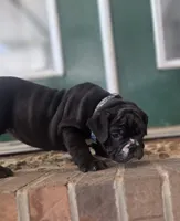 Bam, a male Olde English Bulldogge for sale in Guntersville, AL – 3 of 3