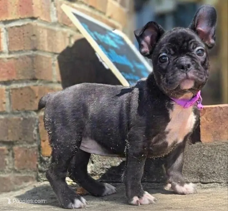 Ellie – French Bulldog puppy for sale in Guntersville, AL