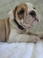 Cosmo , a male Olde English Bulldogge for sale in Guntersville, AL – 2 of 3