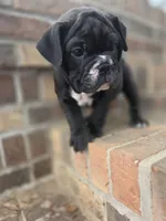 Harper, a female Olde English Bulldogge for sale in Guntersville, AL – 3 of 3