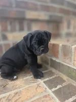 Pablo , a male Olde English Bulldogge for sale in Guntersville, AL – 2 of 3