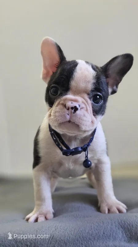 Sugar – French Bulldog puppy for sale in Guntersville, AL