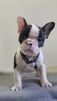Sugar, a female French Bulldog for sale in Guntersville, AL – 1 of 2
