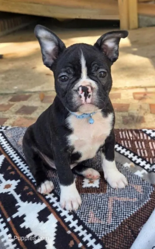 Theodore – French Bulldog puppy for sale in Guntersville, AL