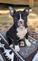 Theodore, a male French Bulldog for sale in Guntersville, AL – 1 of 1